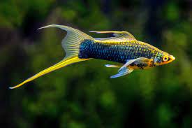 Assorted Swordtail