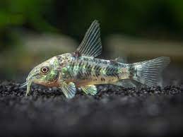 Peppered Corydoras Catfish
