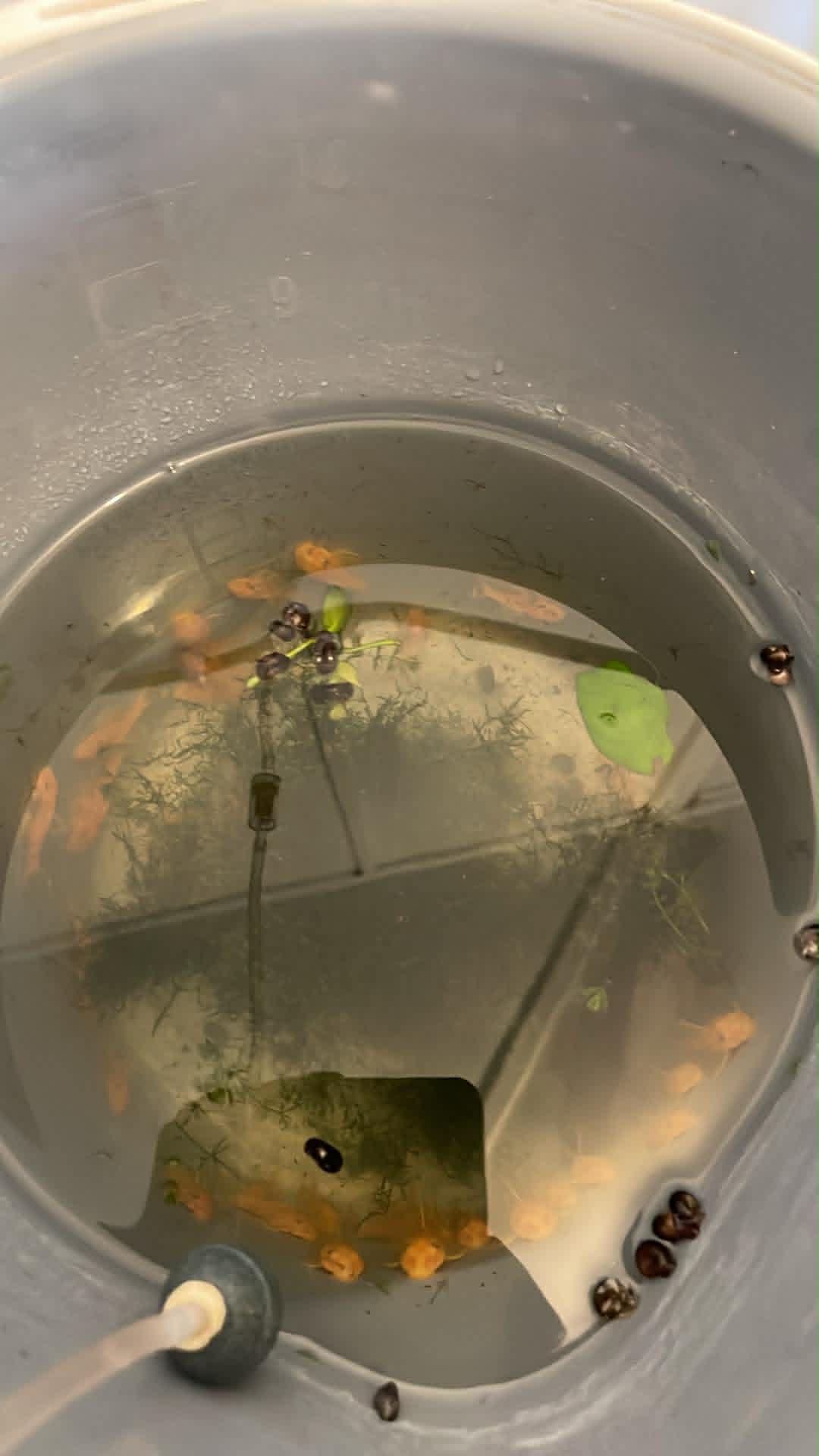 Blue Eye Lemon Pleco (L144 - Local Bred)