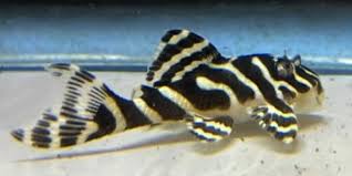 Leopard Frog Pleco (L134)