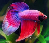 6cm Cambodian Male Betta