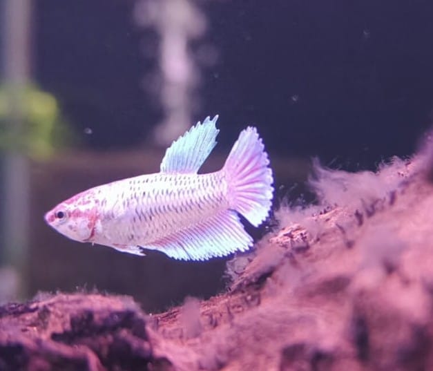 5cm Female Dumbo Halfmoon Betta