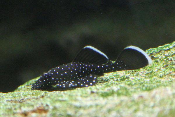 Peppermint Pleco (L181)
