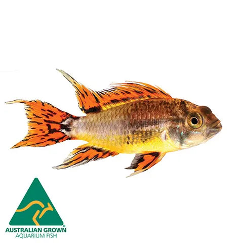 Double Red Apistogramma Agassizii Cichlid 5cm