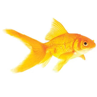 5cm Assorted Comet Goldfish