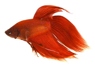 Dragon Veil Tail Betta