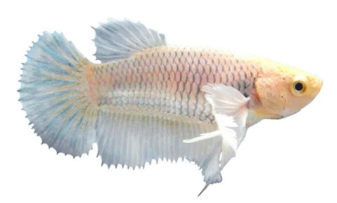 5cm Female Dumbo Halfmoon Betta