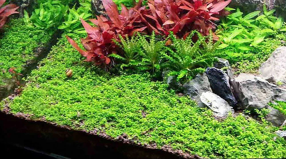 Dwarf Baby Tears (HC Cuba) Tissue Culture