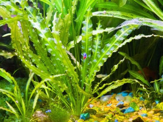 Ruffled Sword Plant (Aponogeton Crispus)