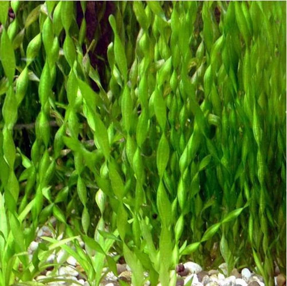 Vallisneria - Thin/Giant/Corkscrew/Contortionist
