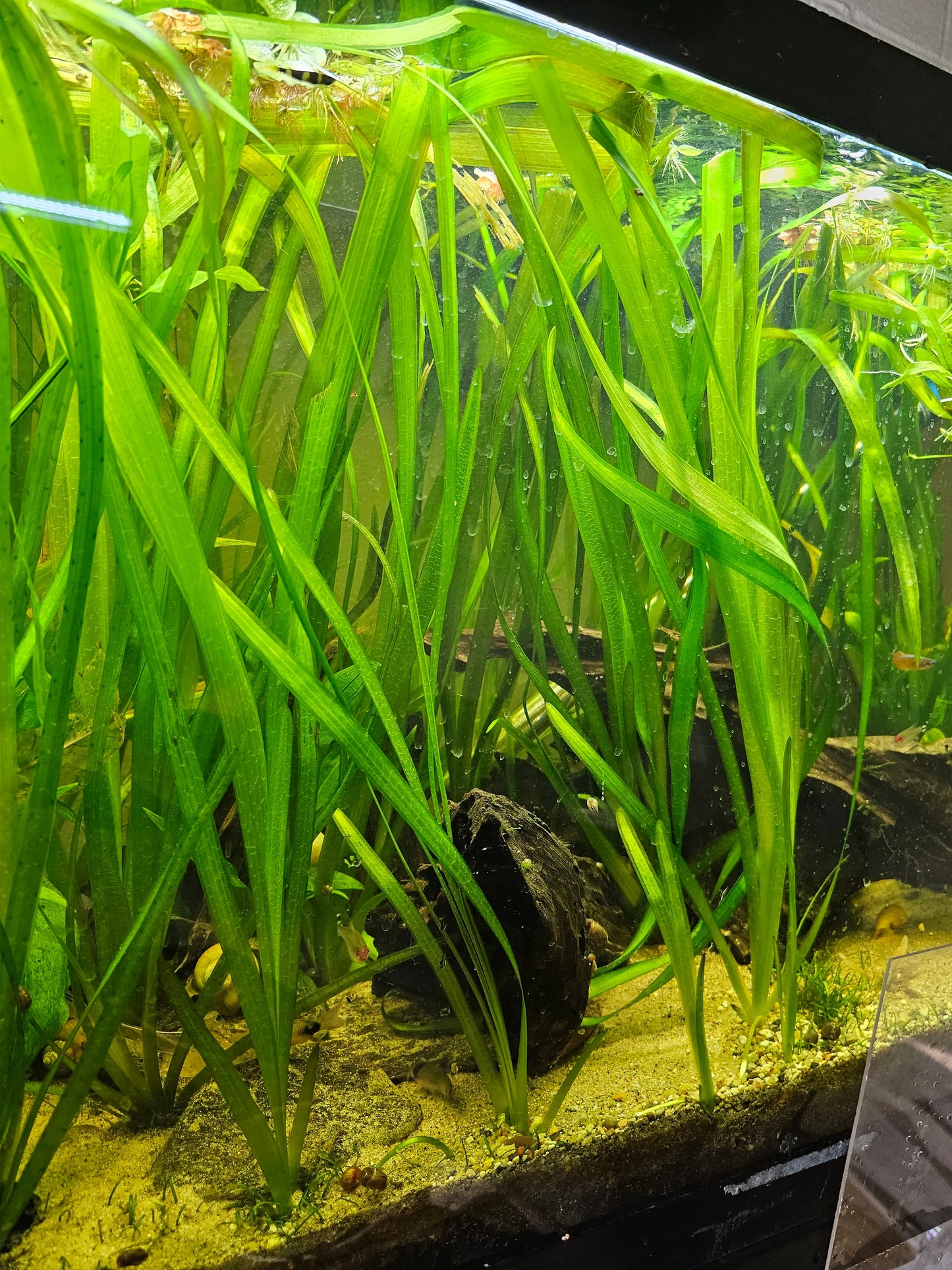 Vallisneria - Thin/Giant/Corkscrew/Contortionist