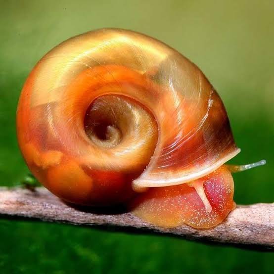 Red Ramshorn Snail