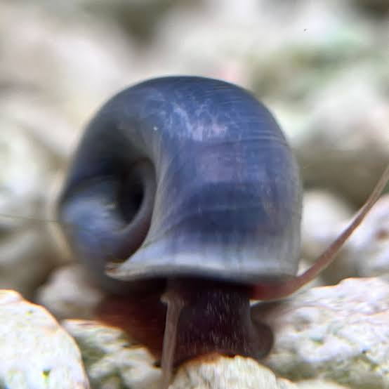 Blue/Purple Ramshorn Snail