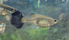 Assorted Guppy Culls