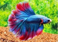 6cm Cambodian Male Betta