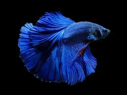 6cm Cambodian Male Betta