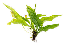 Java Fern (Common/Crested)