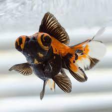5cm Black Moor Goldfish