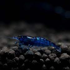 Blue Cherry Shrimp (High - Medium Grade)