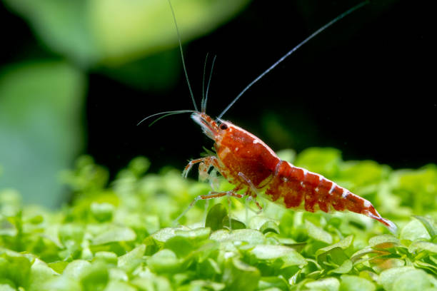 Red Cherry Shrimp (High - Medium Grades)