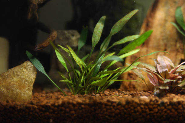 Assorted Crypts (Cryptocoryne Wendtii)