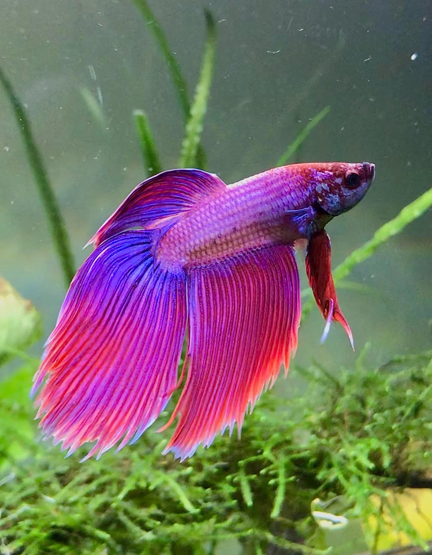 Dragon Veil Tail Betta
