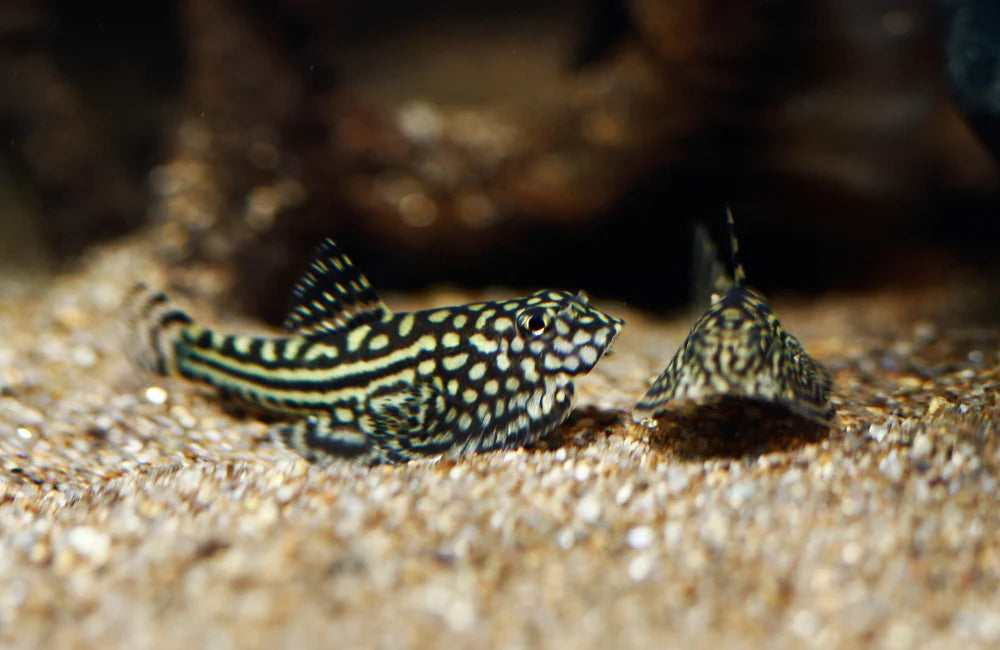 Reticulated Tiger Hillstream Loach (sewellia lineolata) - HOME BRED - (SOLD OUT!)