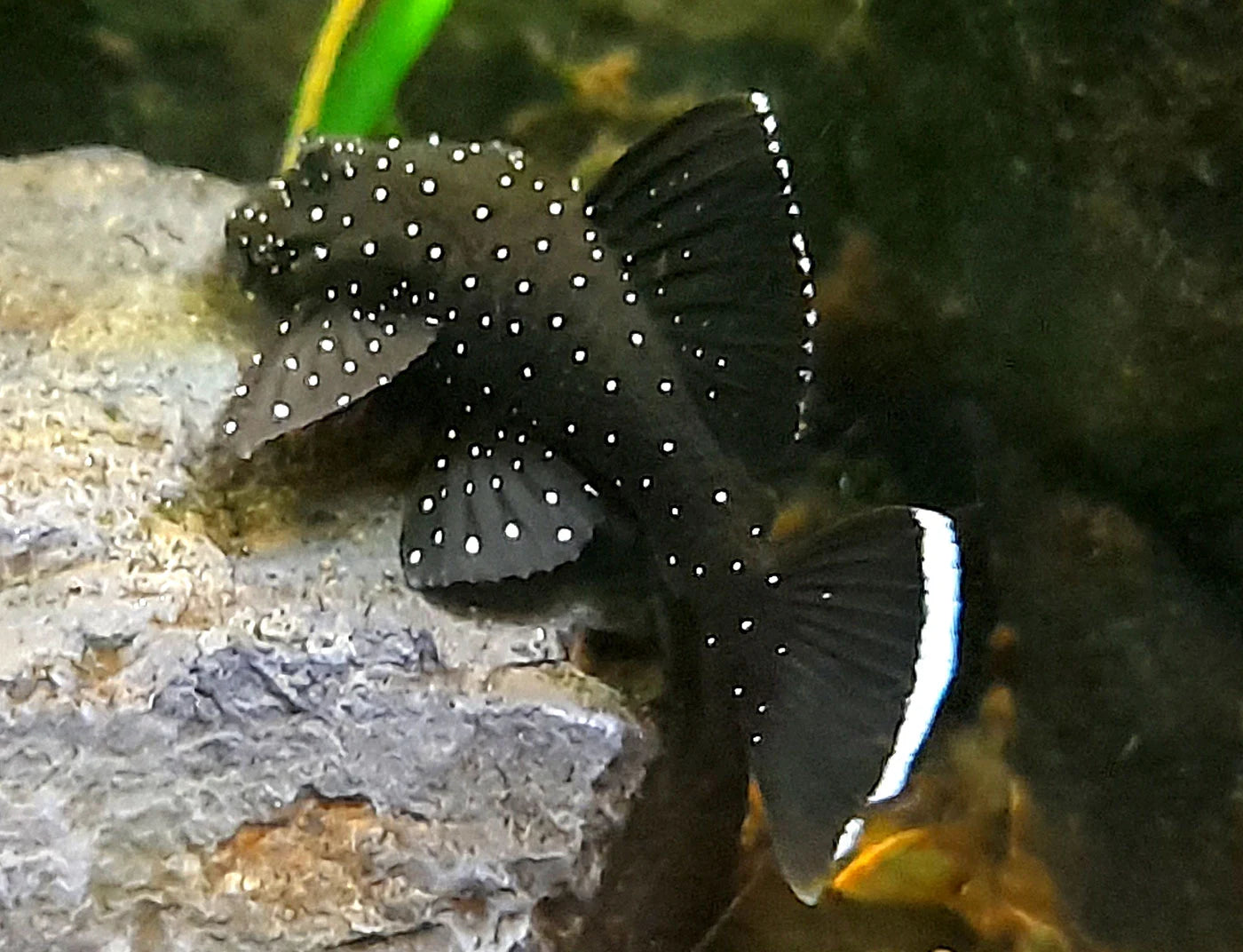 Peppermint Pleco (L181) Breeding Pair/Trio