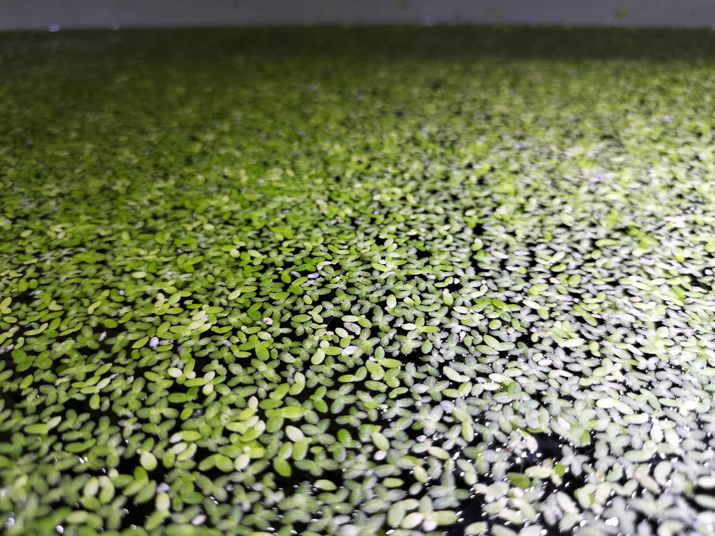 Free Duck Weed