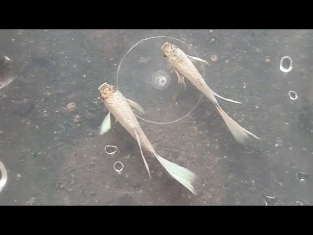 Platinum Snow White Guppies Breeding Pair (HIGH GRADE)
