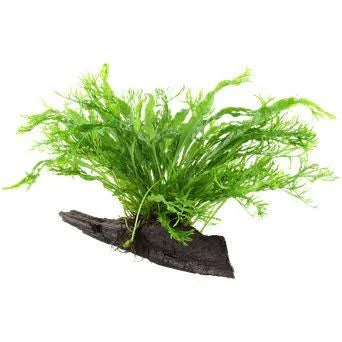 Java Fern On Driftwood