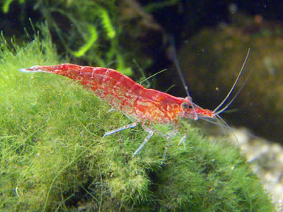 Red Cherry Shrimp (High - Medium Grades)
