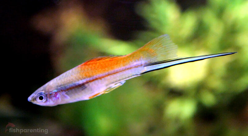 Assorted Swordtail