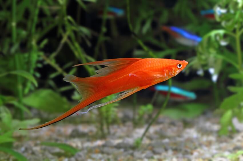 Assorted Swordtail