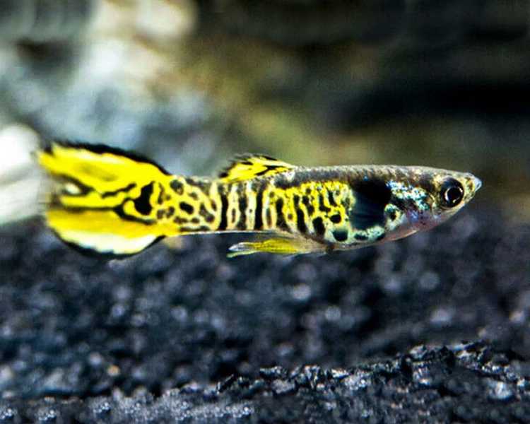 Assorted Male Endler