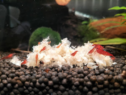 Shrimp Snow (Shrimp Food)