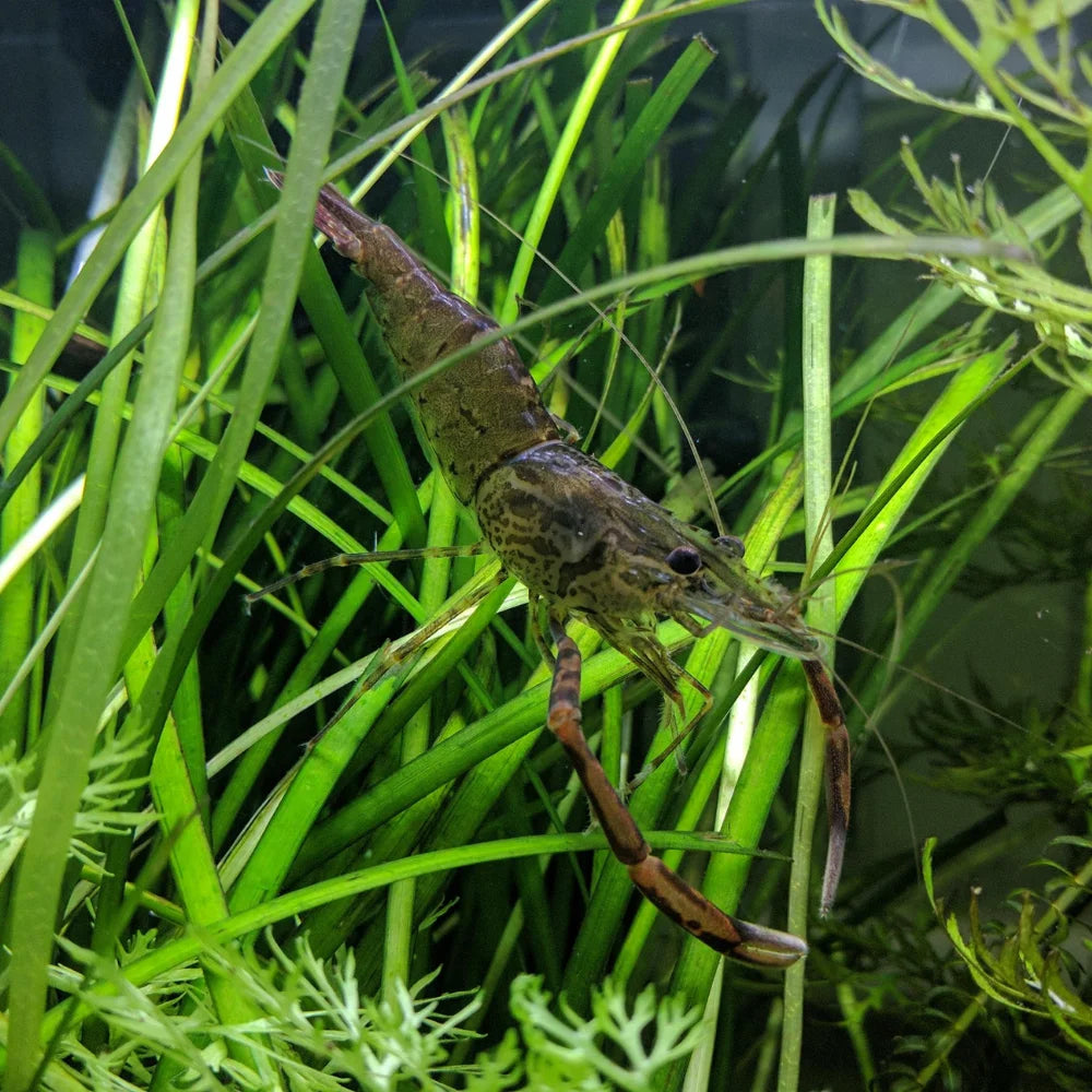 Long Armed Freshwater Shrimp (Australian River Shrimp)
