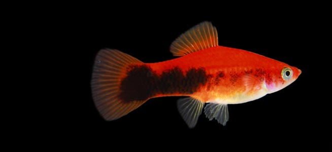 Assorted Swordtail