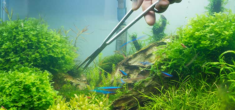 Value Plant Bundles