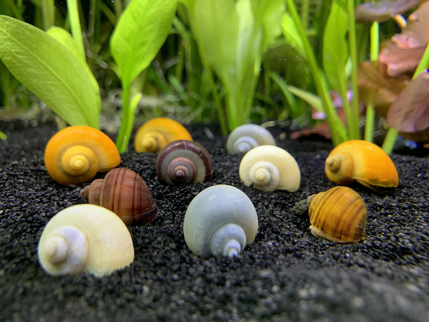 Snails
