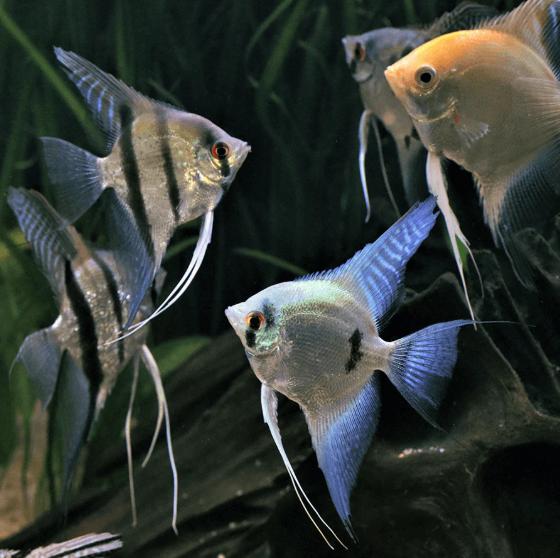 Angelfish