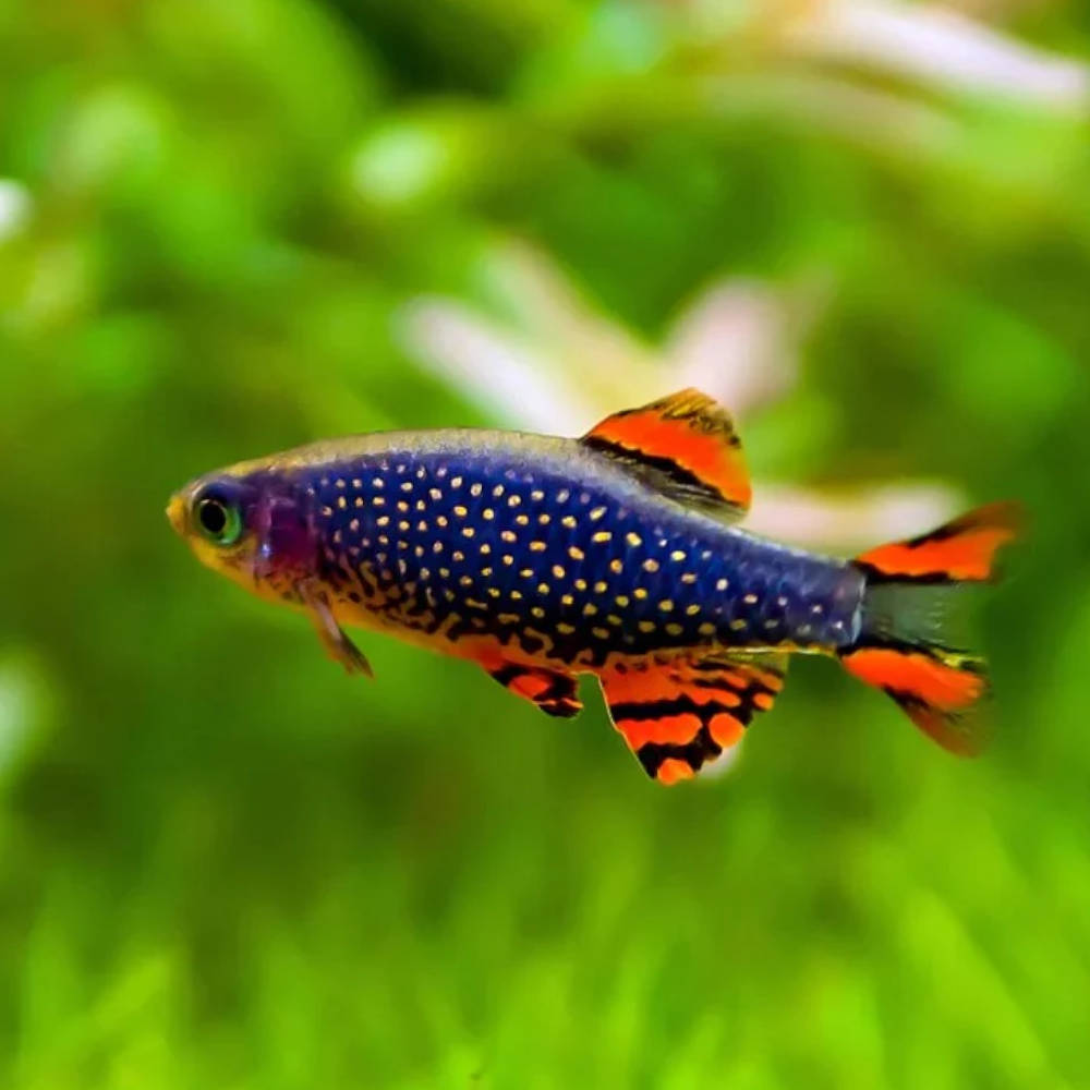 Coldwater Fish