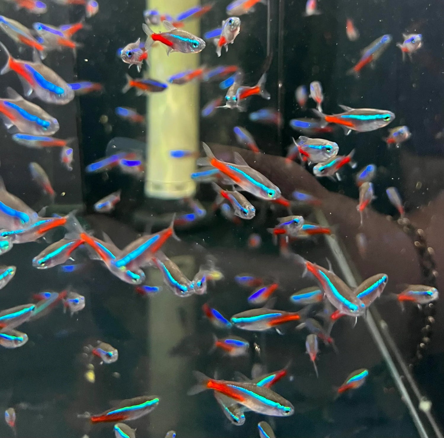 Tetras