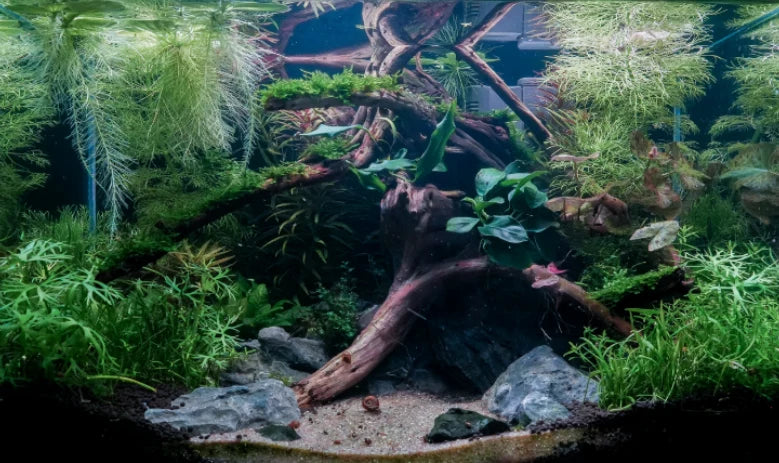 Aquascaping