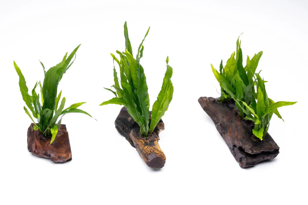 Attached Plants