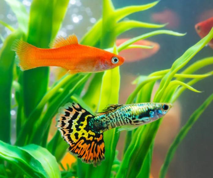 Livebearers
