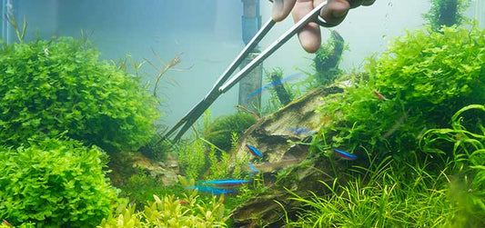Assorted Aquarium Plant Trimmings (20-30 stems)