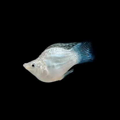 Assorted Balloon Molly 3.5cm