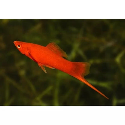 4.5cm Red Swordtail (Ungendered)