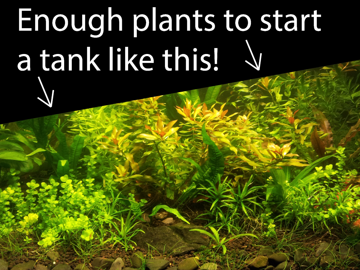 MASSIVE Random Value Plant Combo 40+ Plants